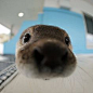 This contains an image of: Otter close-up
