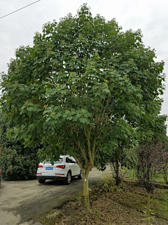 maryzhao采集到植物—点景树及树池