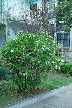 白蟾（白蝉）茜草科