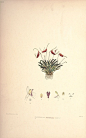 内容：Masdevallia 作者：Woolward, Florence and Lehmann 时间：1896 版本：The genus Masdevallia