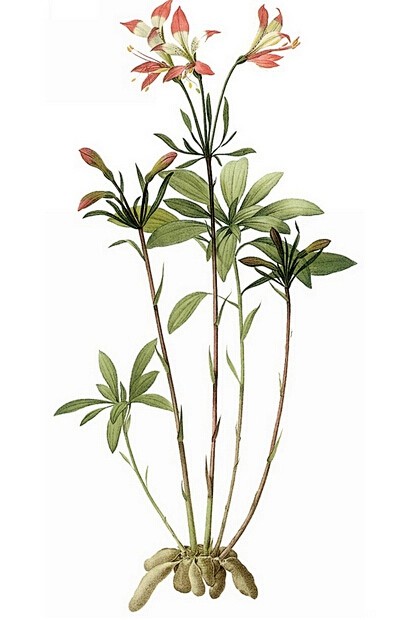 花草集——马克笔花卉植物绘-插画艺术作品...