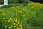 大花金鸡菊 Coreopsis grandiflora Hogg. 中国植物图像库