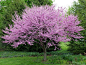 Eastern Redbud Tree (AKA American Redbud) - The red bud can either be a large shrub or small tree and can reach heights of 20-30 feet, with as much as a 35 foot spread. It It typically grows to 6–9 m (20–30 feet) tall with a 8–10 m (25–35 foot) spread. Us