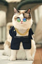 猫咪