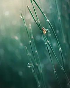 晨光蛛影 Spiders in the morning