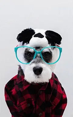 可爱宠物狗雪纳瑞图片手机壁纸下载