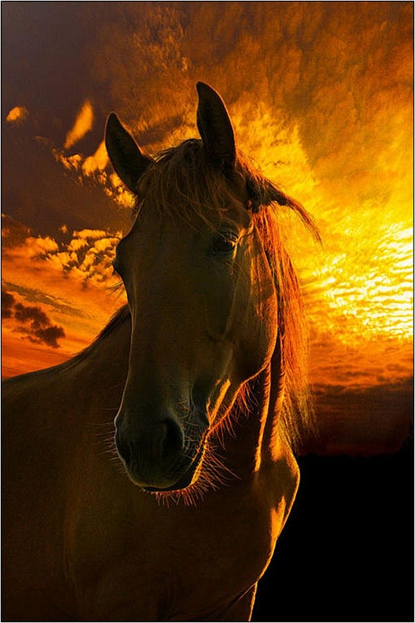 Beautiful Horses-13 ...