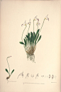 内容：Masdevallia 作者：Woolward, Florence and Lehmann 时间：1896 版本：The genus Masdevallia