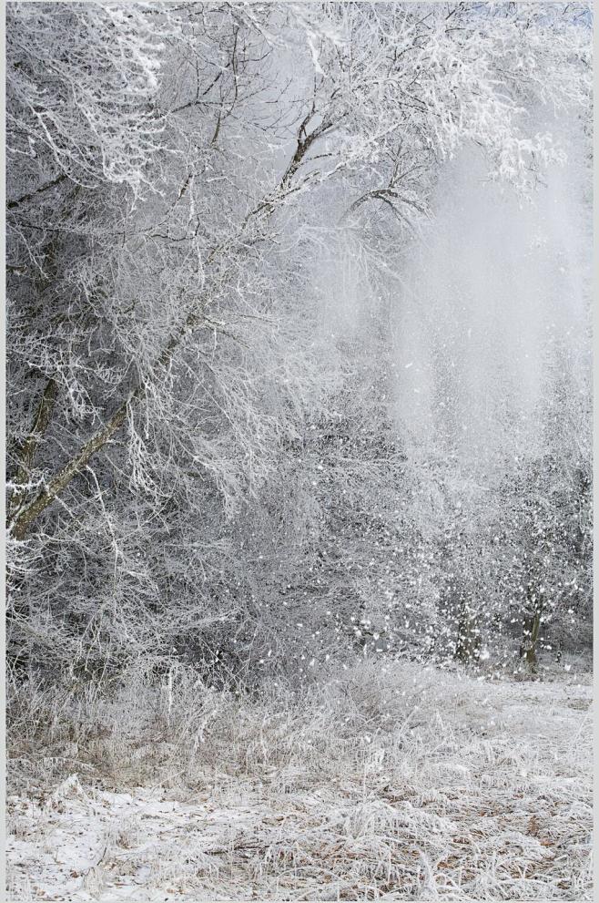树枝冬季雪景摄影图-众图网