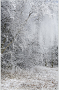 树枝冬季雪景摄影图-众图网