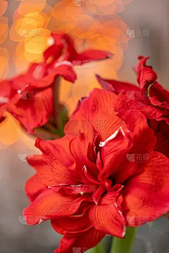 红色的孤挺花的特写。玻璃花瓶中的紫荆花。Garland bokeh背景。垂直的壁纸