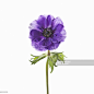 Purple flower against white background, close-up : Photo