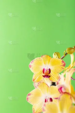 兰花花黄色绽放