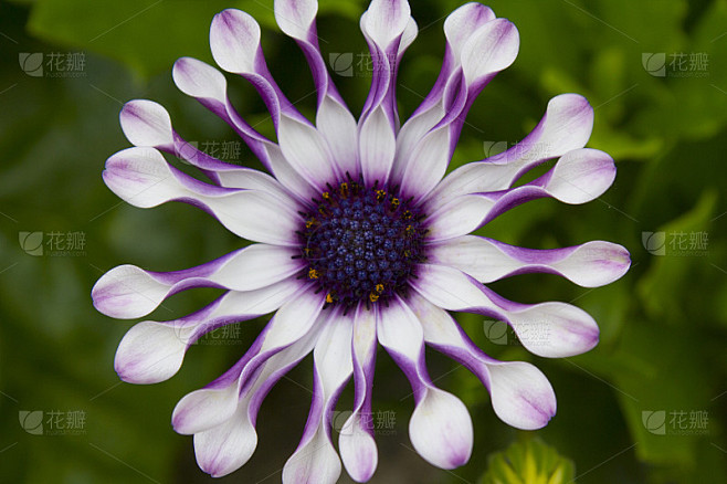 体验 幸福花园 极致 感官 盛宴