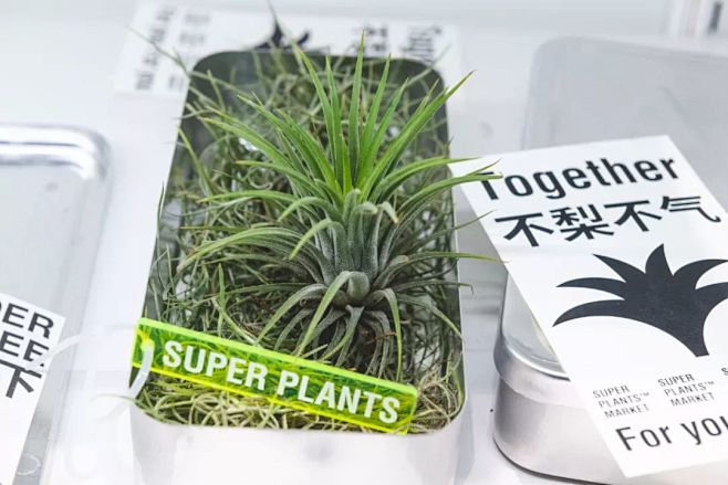 超级植物公司：一家不卖花的花店！_凤梨 ...