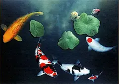 锦鲤桌面壁纸_锦鲤吧_百度贴吧