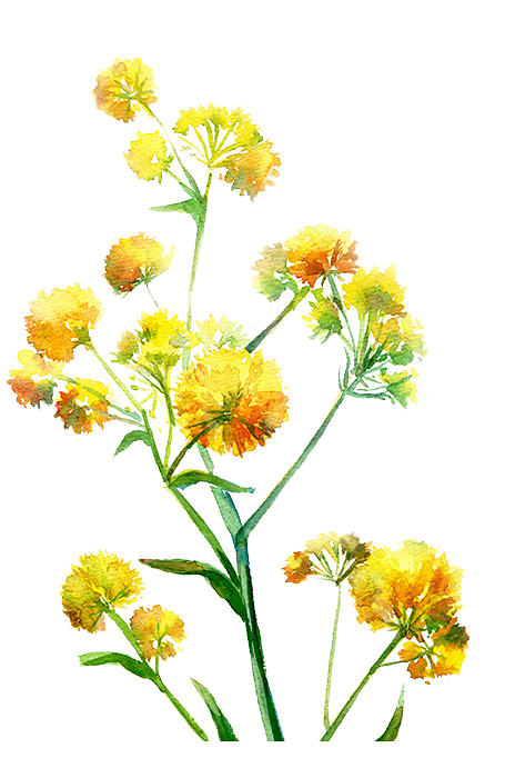 免扣透明素材png花朵