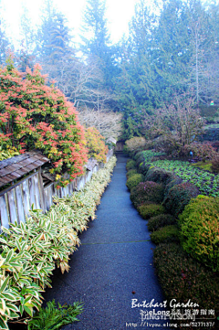 大板板采集到花境