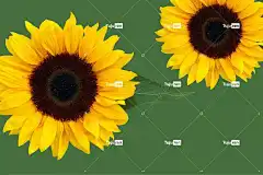 向日葵 自由背景 夏末 花 Mac壁纸 桌面背景 开花 花卉背景