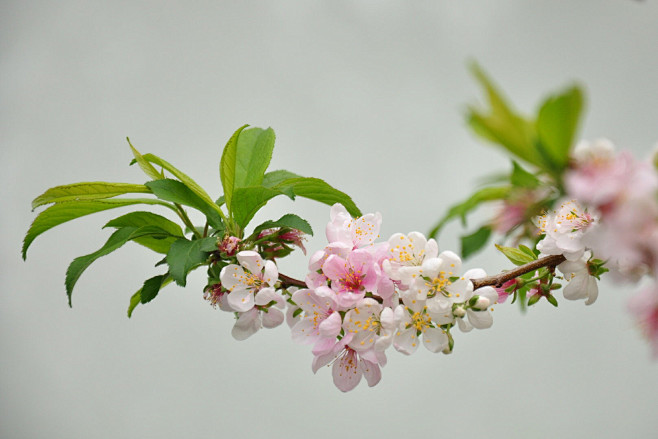 桃花