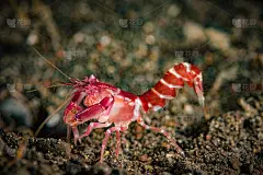 阿尔菲斯(sp. 5)红虾行走在棕色的沙滩上。