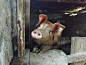 一只在谷仓里的猪在镜头前摆姿势。它抬起鼻子，用眼睛看着摄像机。好交际的猪。农场的养猪。猪的大耳朵和小