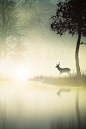 deer in a misty morning #California, #