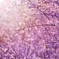 美丽温柔的樱花花卉背景紫色太阳照耀下，在春天盛开的花朵