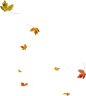 枫叶 PNG