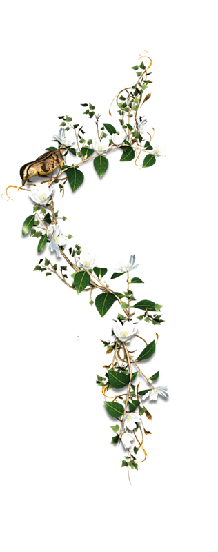 @模库 花草藤蔓_免扣png_动植物元素...
