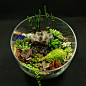 苔藓多肉组盆北京创意礼物办公室绿植植物桌面盆栽组合-淘宝网