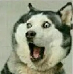 哈士奇惊讶表情包高清版