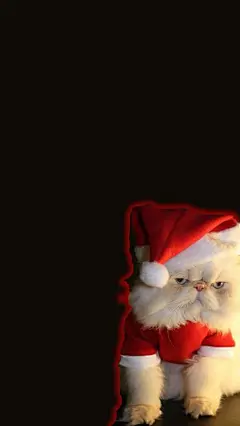 圣诞不爽猫

郁闷,不爽猫,手机壁纸,圣诞,白猫