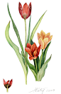 Tulipes