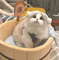 猫咪头像 - 高清图片，堆糖，美图壁纸兴趣社区