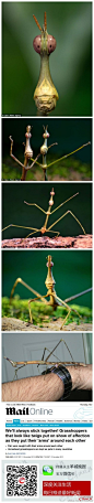 Proscopiidae科的，中文名是枝蝗科或（虫脩）蝗科 ，括号里的字念“修”，就是竹节虫的意思。是一种拟态树枝的蝗虫