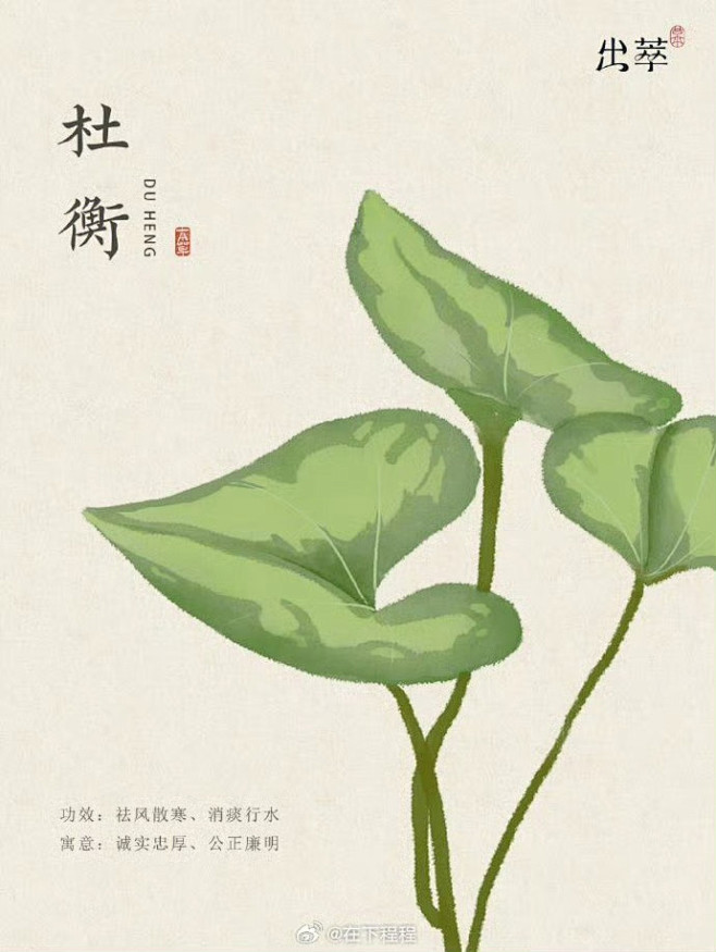 中药 杜衡