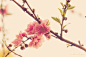 Peach blossom