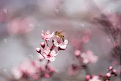 季节,杏仁,春天,蜜蜂,背景,花,树