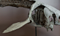 Skulls & Bones (584)