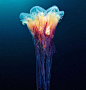 分享一组关于海底的蓝色精灵水母的唯美水下摄影作品，来自俄罗斯摄影师Alexander Semenov的拍摄。小编去海洋馆时，看的最多的便是这小水母，好喜欢。