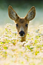 meadow deer #wild #animals | Animals | Pinterest