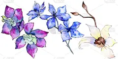 在白色上分离出的紫色和白色兰花花。水彩背景插图。手绘水花.