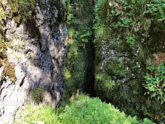 乌卡自然公园牧场上的山地植物和各种植物，克罗地亚/普拉宁斯克biljke i raznovrsna 