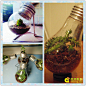 把多肉植物种进灯泡里 
来源：多肉DIY http://www.drlmeng.com/diy #多肉植物# #多肉联萌#