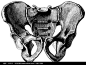 男性盆骨骨架结构图（背面）图片