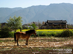 Ningsong2008采集到多图,丽江，去束河（一