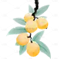 小满国风水墨枇杷插画元素