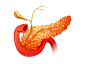 胰腺 (2)