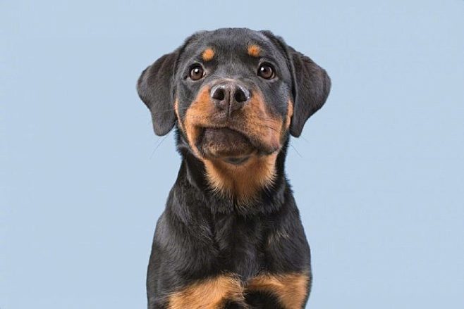 宠物摄影师 Elke Vogelsang...